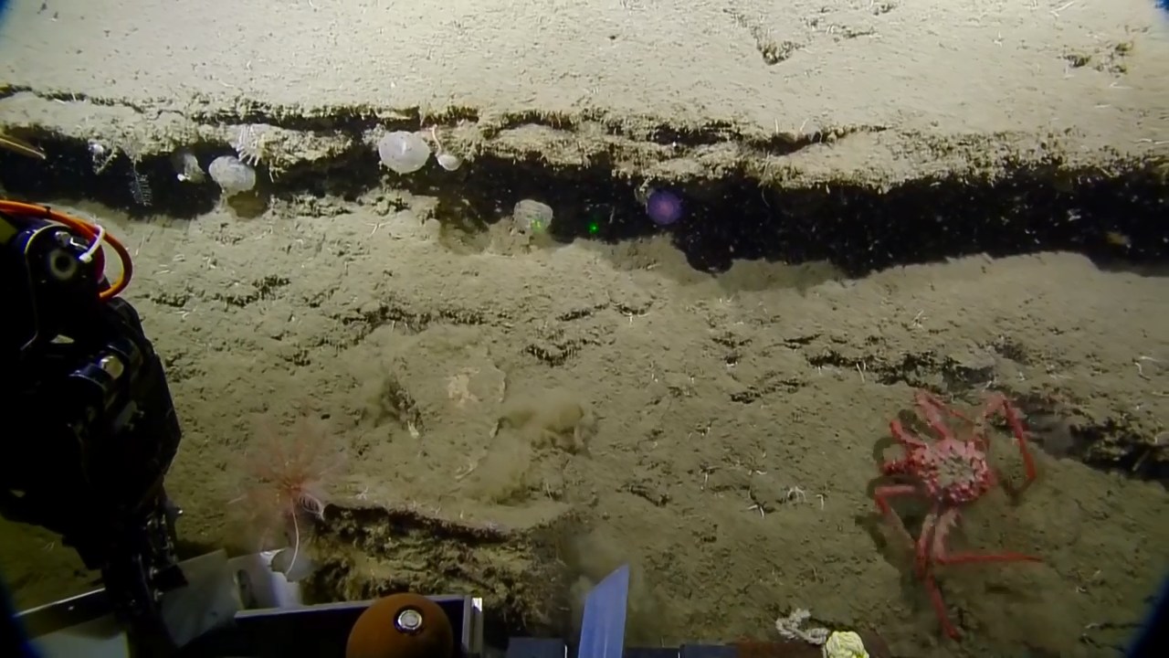 Ученые обнаружили на дне океана загадочную фиолетовую сферу.